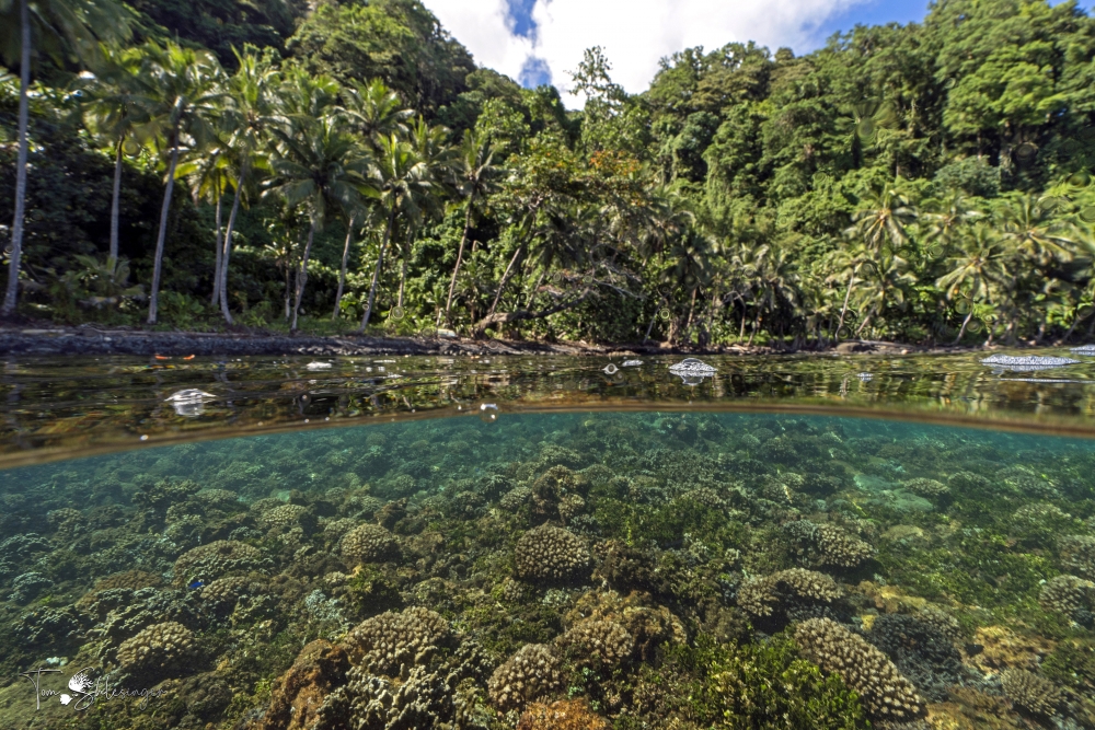 Jungle grows to the water’s edge, where below the surface lies a coral reef.